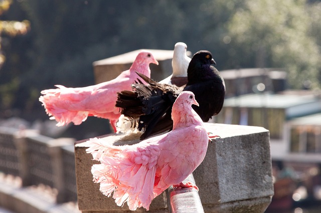 作为核心关 作为核心关